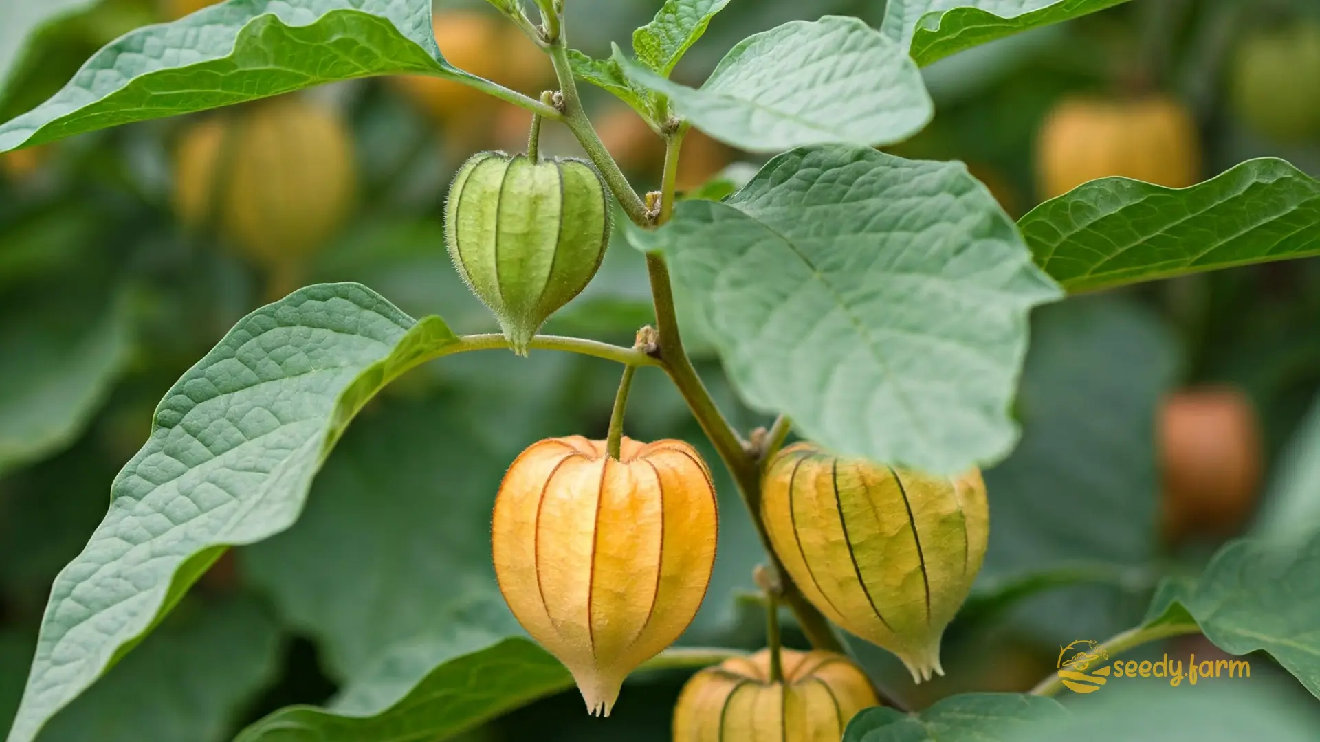 Step-by-Step Guide to Planting and Caring for Ground Cherries
