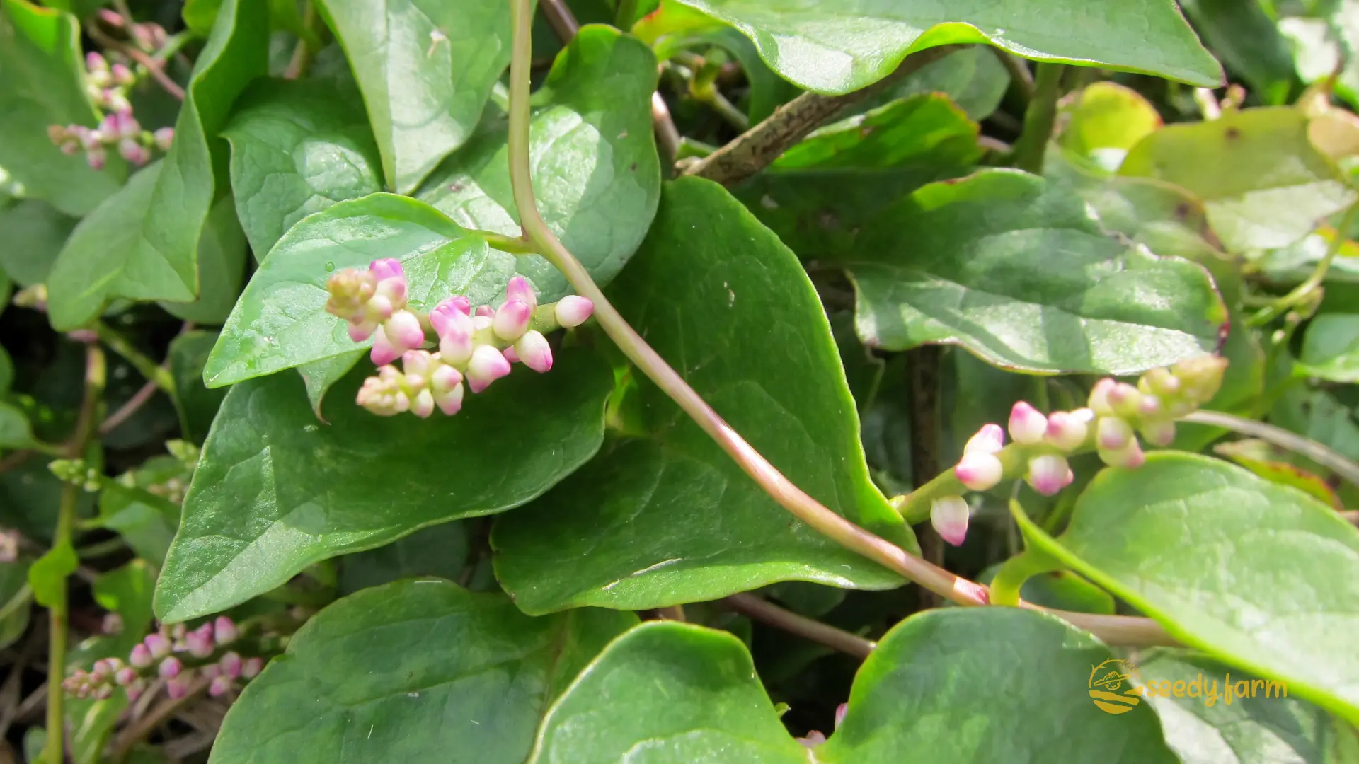The Complete Guide to Growing Malabar Spinach in Your Garden