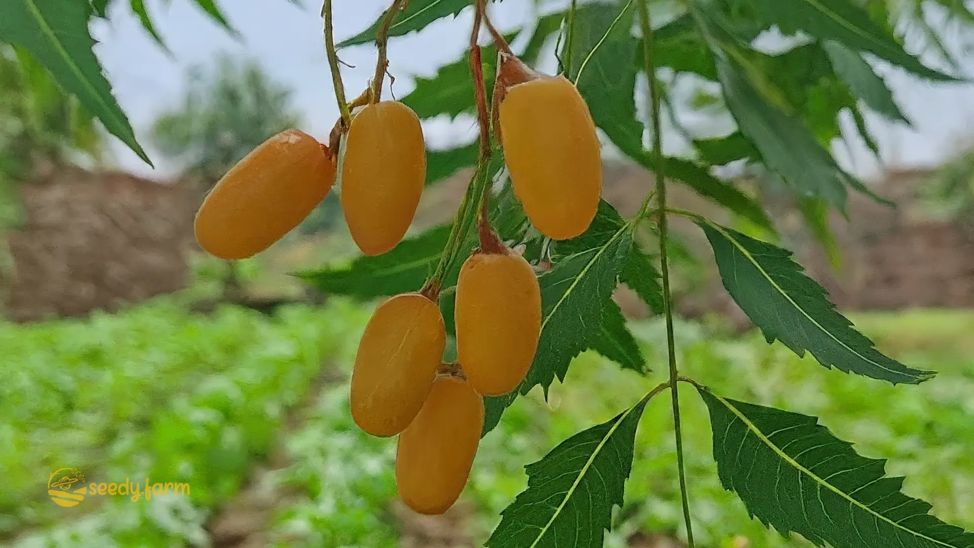 Neem Oil in Gardening: Uses and Benefits