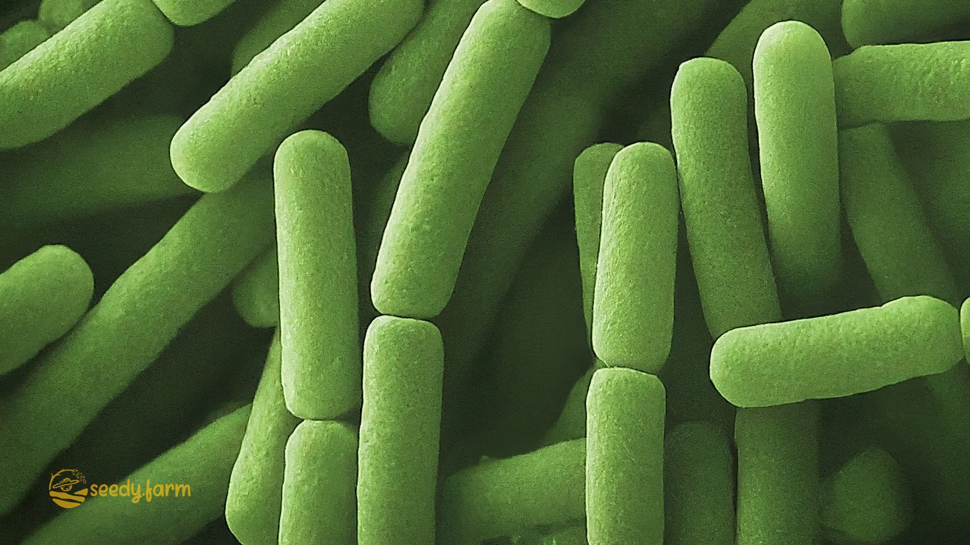 How to Use Bacillus Thuringiensis as an Organic Pest Control
