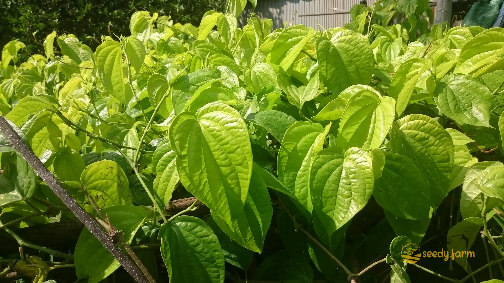 How to Grow Betel Leaf at Home: A Comprehensive Guide