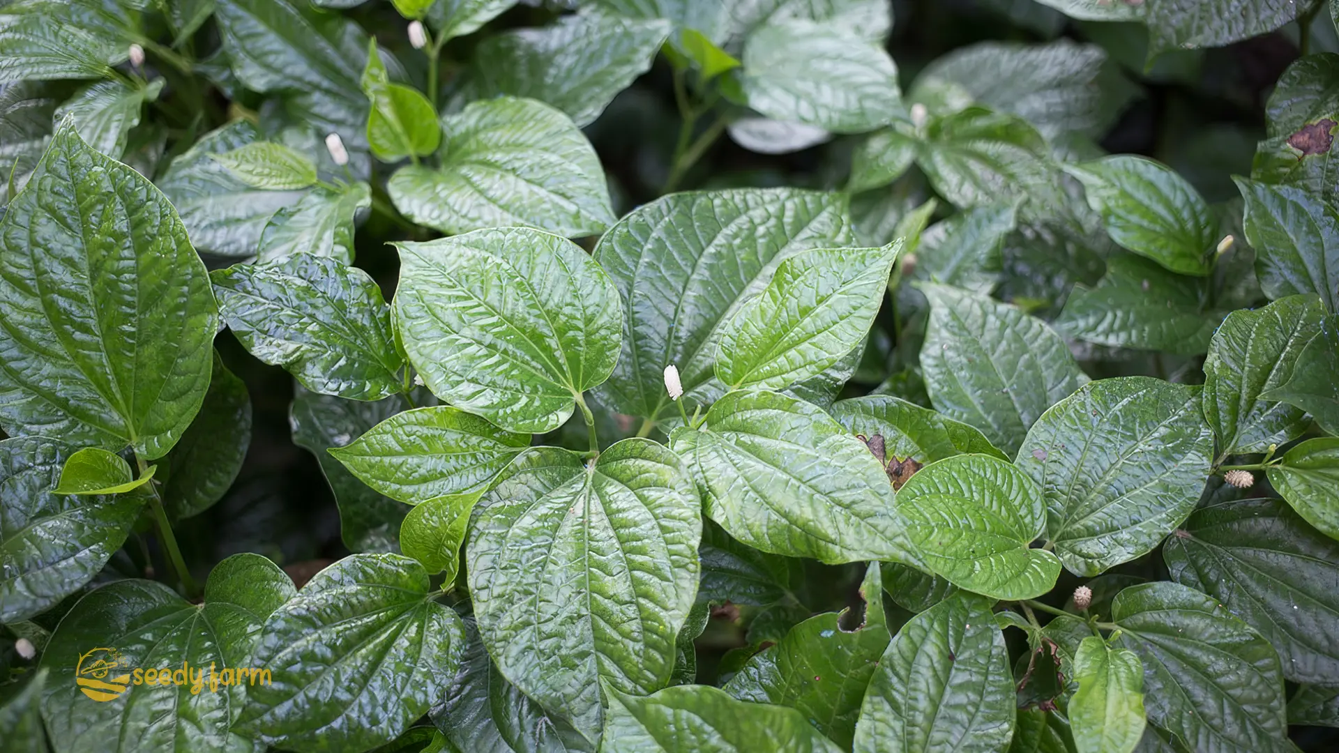 How to Cultivate Wild Betel in Your Home Garden