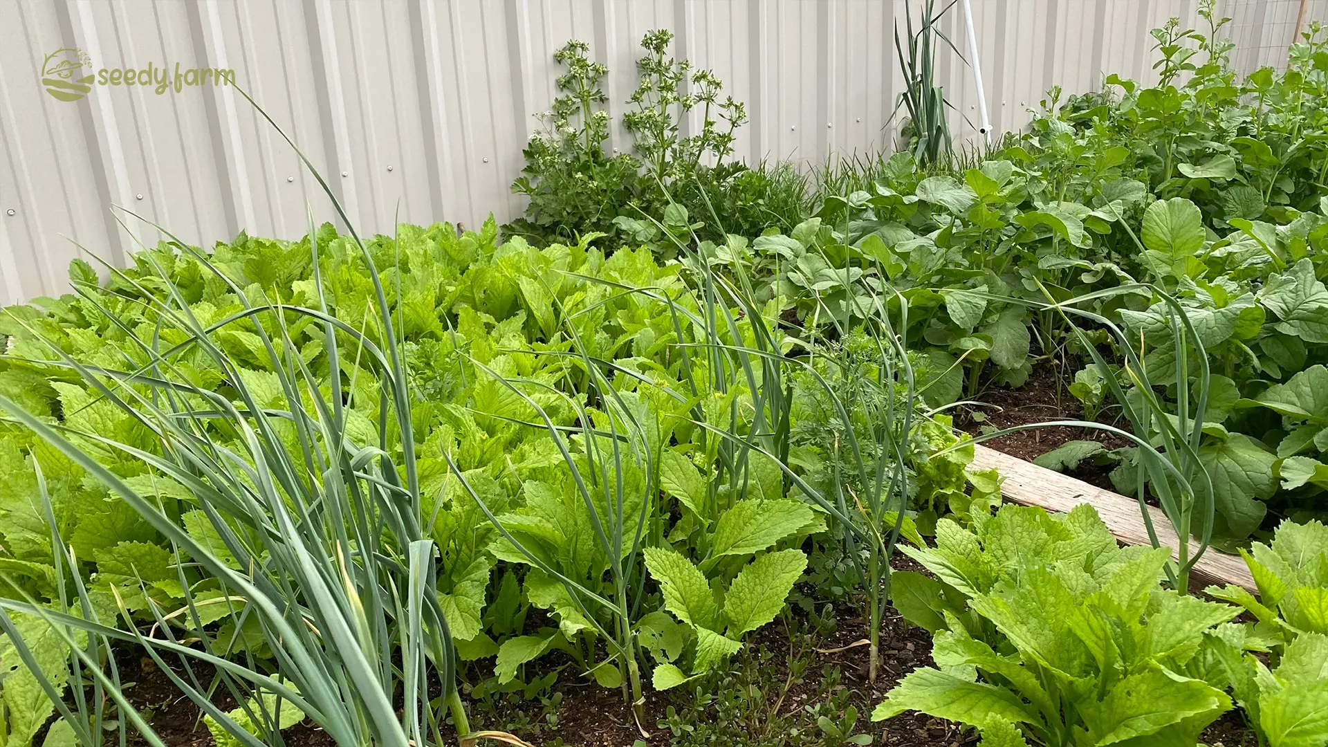 A Practical Guide to Growing Essential Asian Herbs at Home