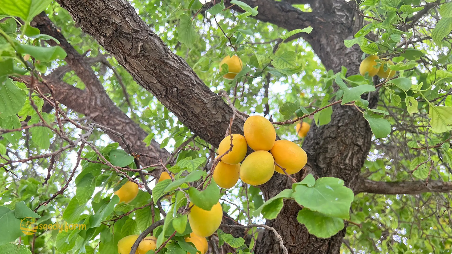 Growing Apricots at Home: From Planting to Harvesting