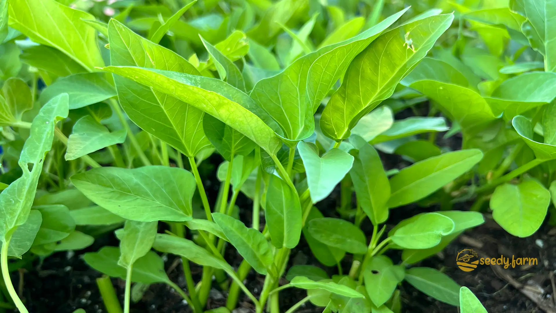 Growing Water Spinach: A Home Gardener’s Guide
