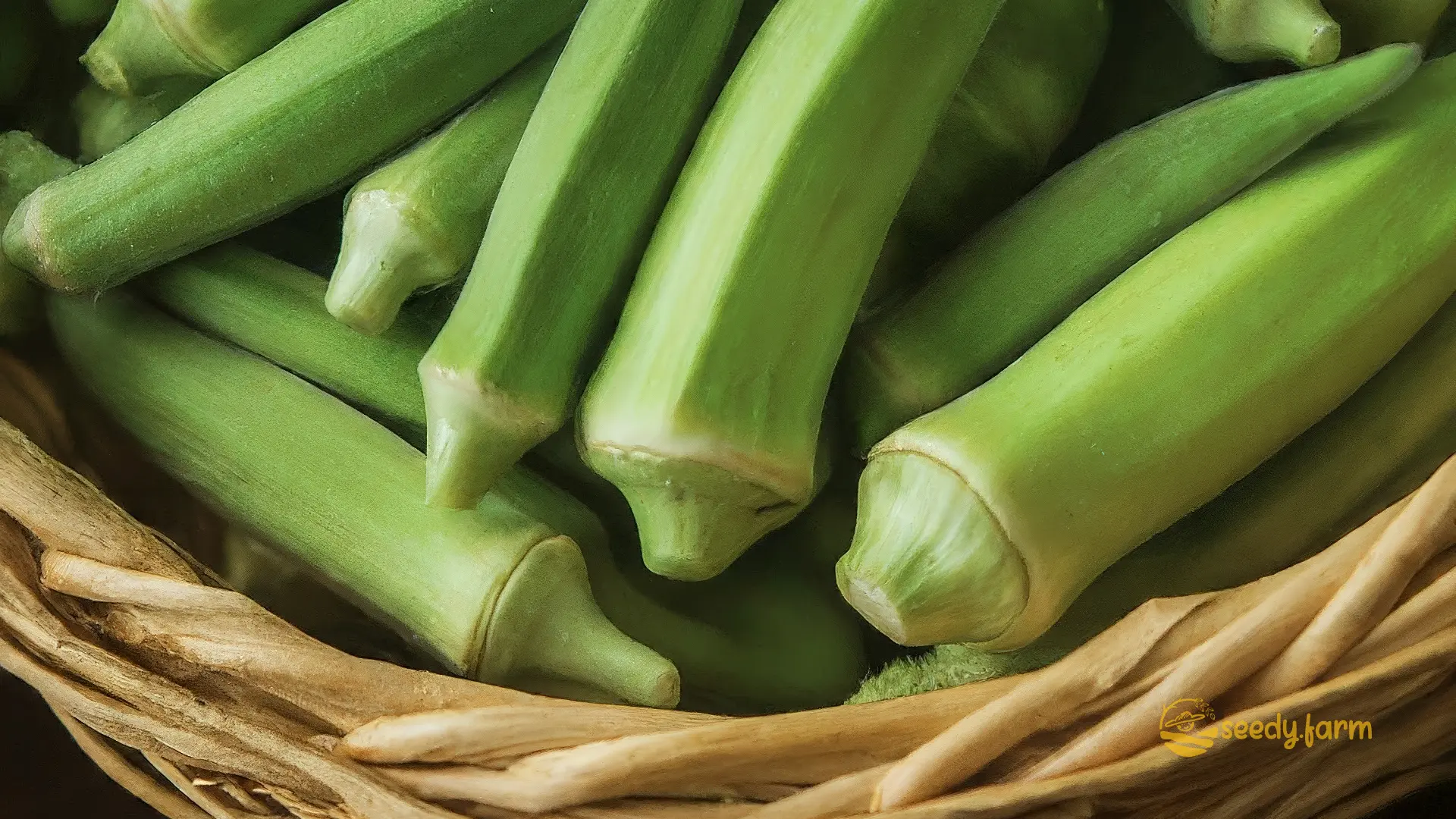 Growing Okra: A Tasty and Nutritious Journey
