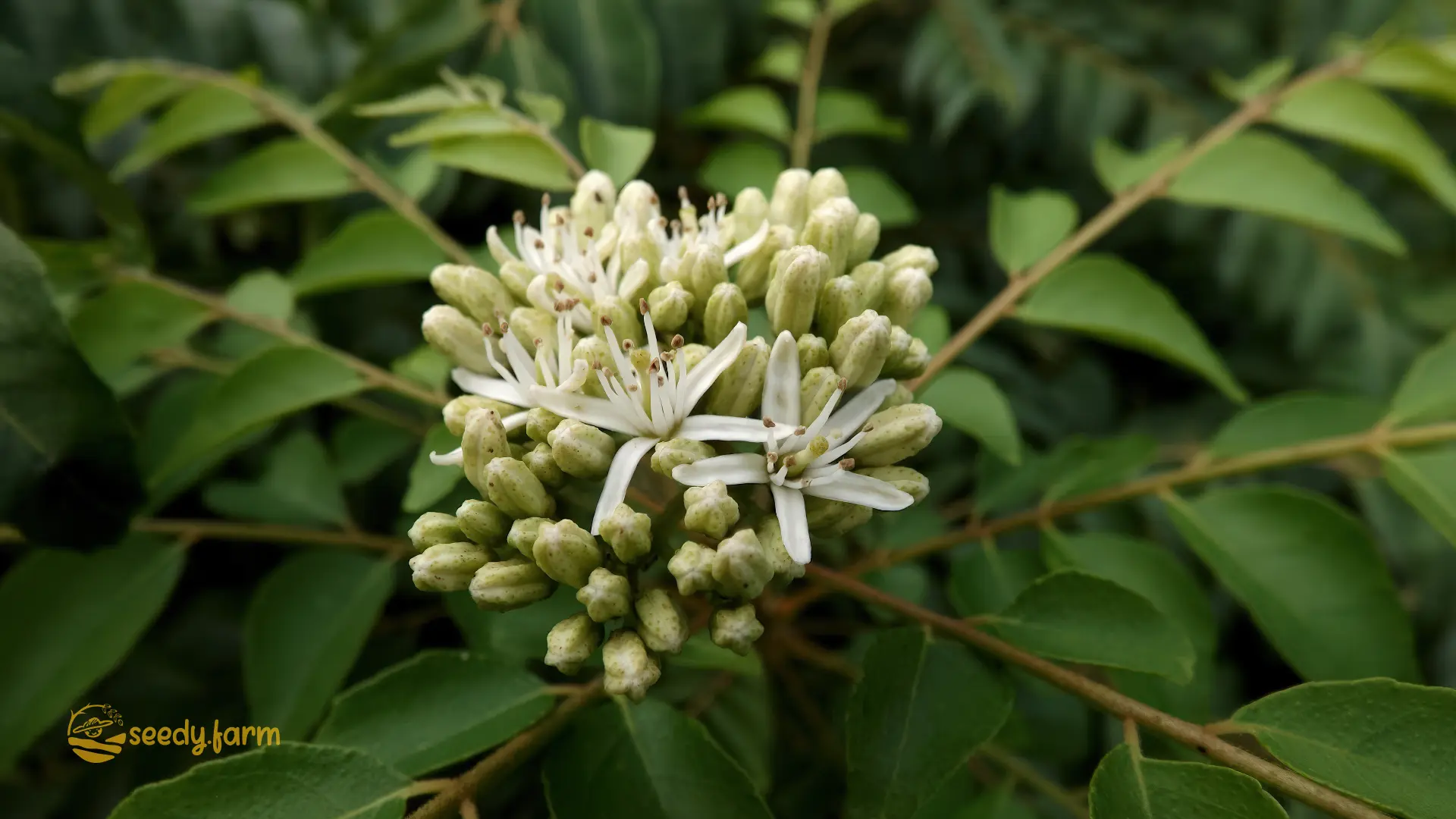 How to Grow and Care for Curry Trees: A Home Gardener’s Guide