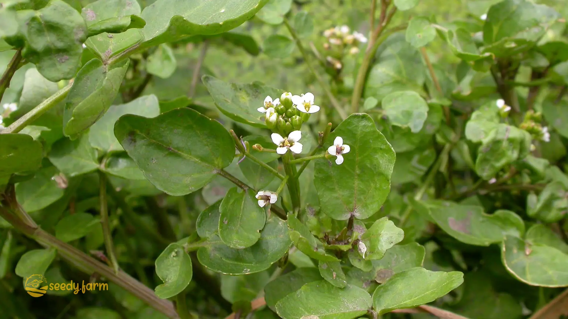 How to Grow Watercress Indoors and Outdoors