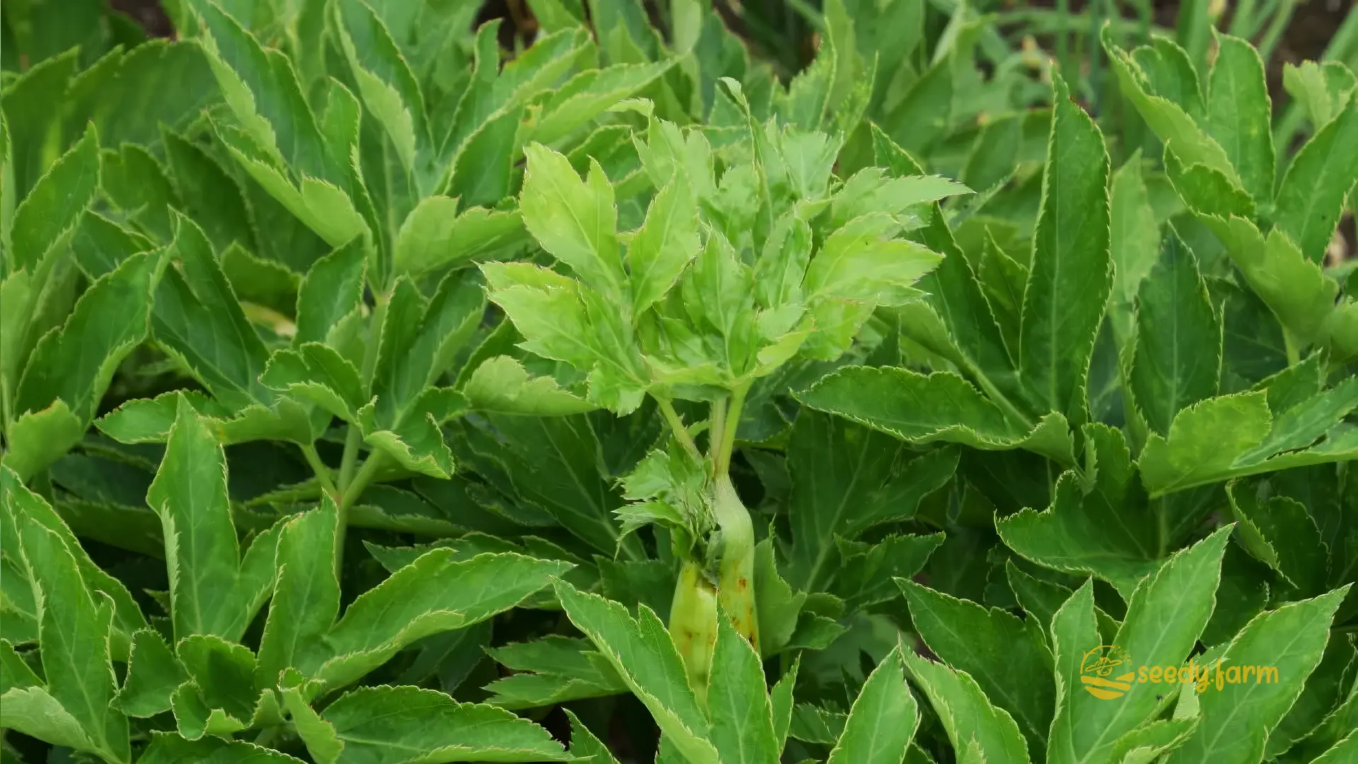 Your Complete Guide to Growing Ashitaba in Home Garden
