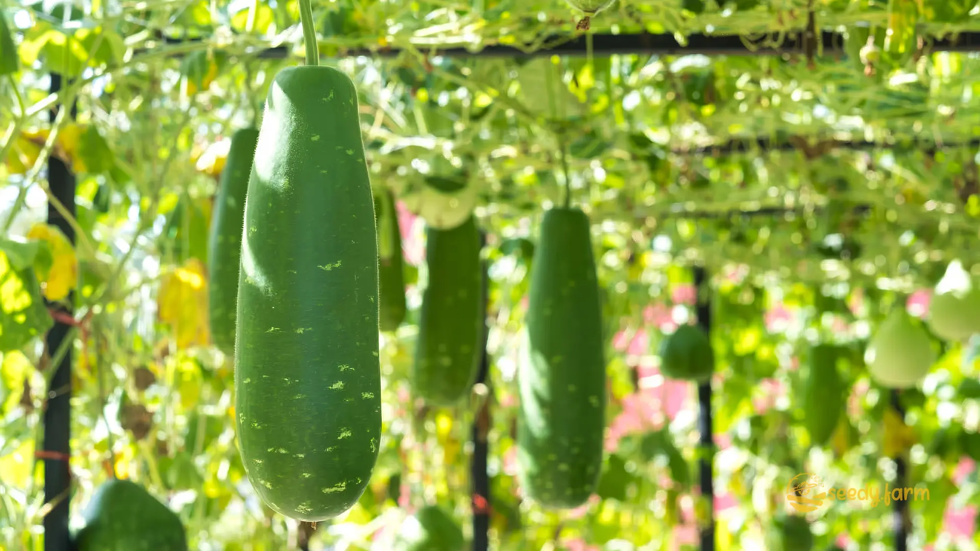 A Home Gardener’s Guide to Growing Delicious Ash Gourd