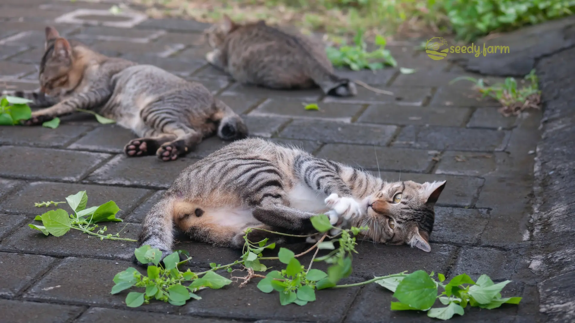 Growing Acalypha indica for Your Cat: A Comprehensive Home Gardener’s Guide