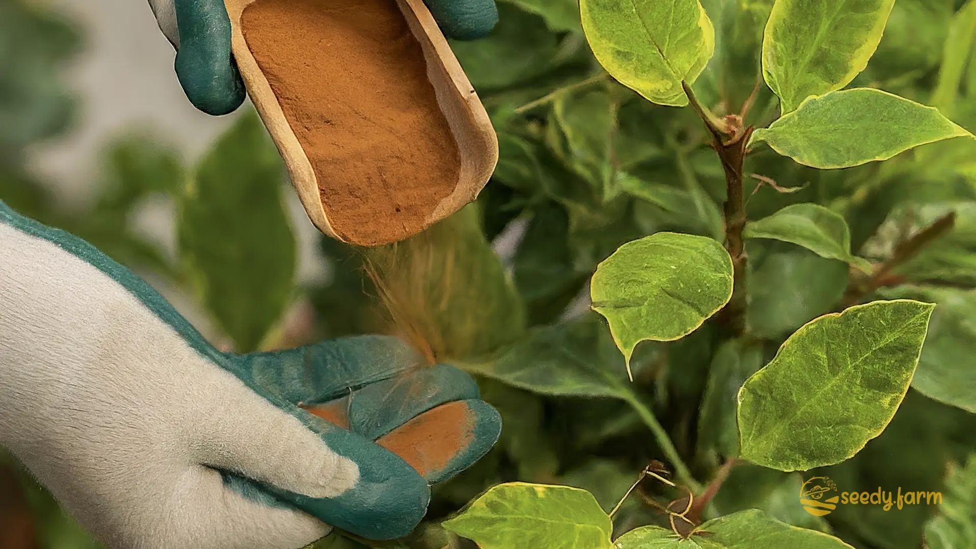 Cinnamon in the Garden: A Natural Ally for Pest, Disease, and Rooting Support