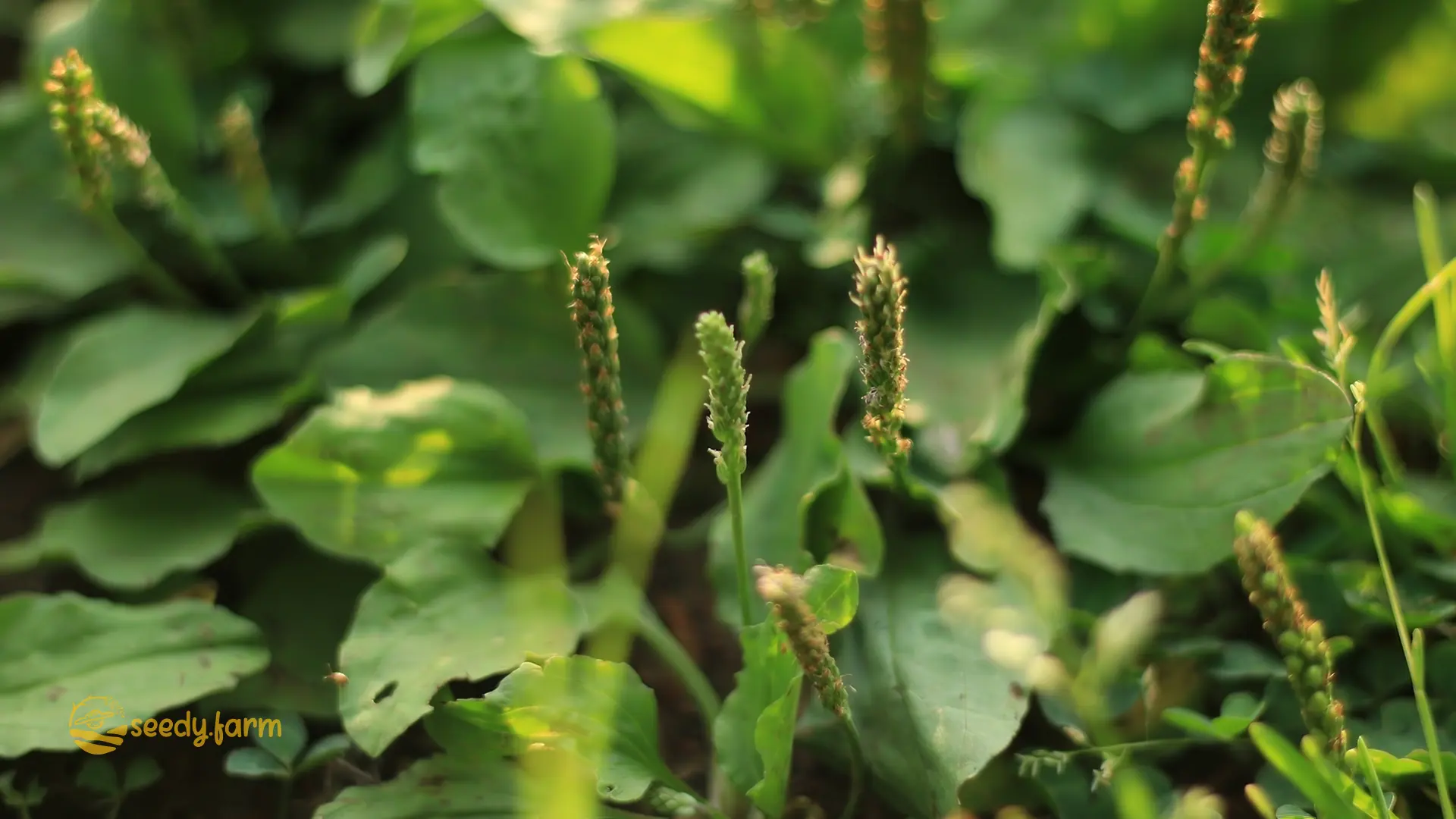 How to Grow and Use Broadleaf Plantain: A Gardener’s Handbook