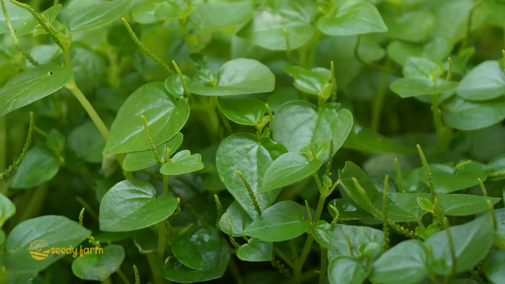 Your Guide to Planting and Caring for Crab Claw Herb