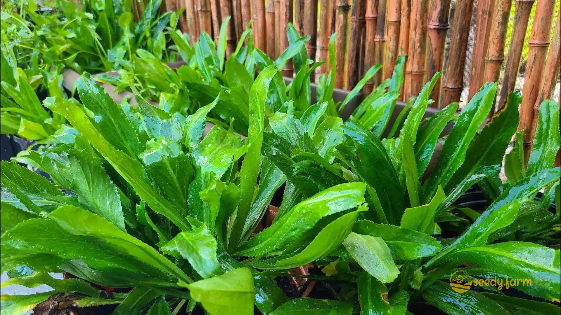 Grow Culantro Indoors and Outdoors: A Complete Guide