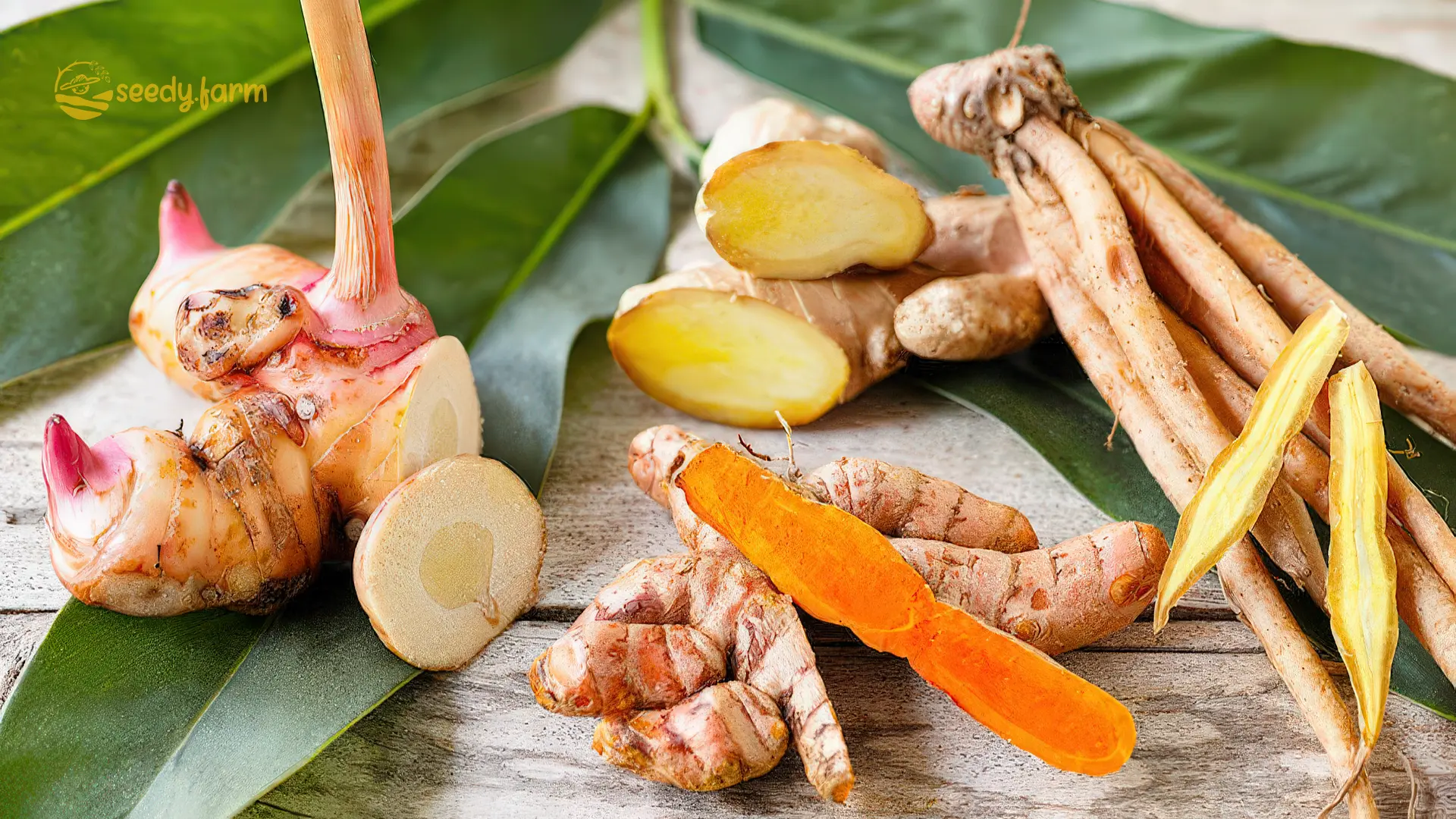 Growing Aromatic Rhizomes: Your Guide to Flavor & Fragrance