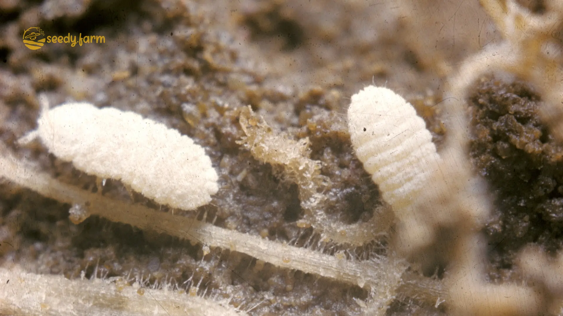 Root Mealybug: A Tiny Pest with Big Problems