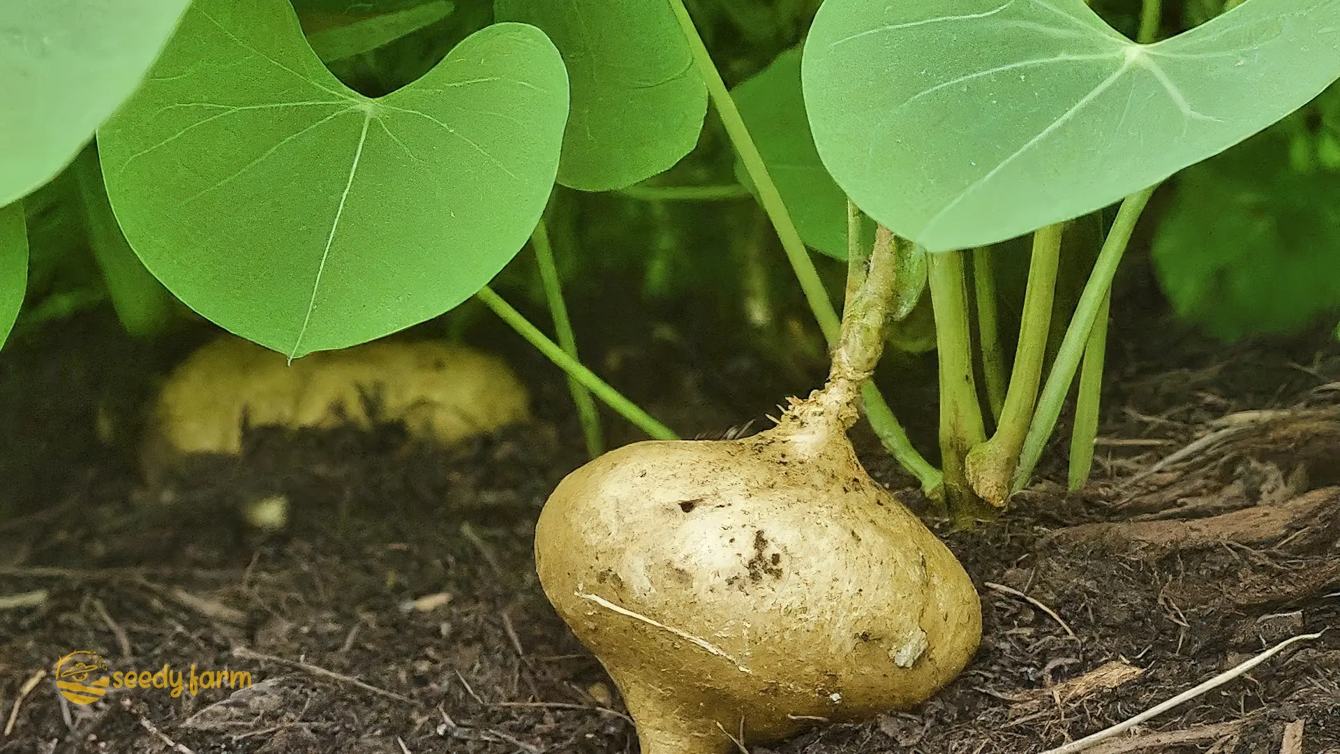 How to Grow Jicama: A Comprehensive Guide for Gardeners