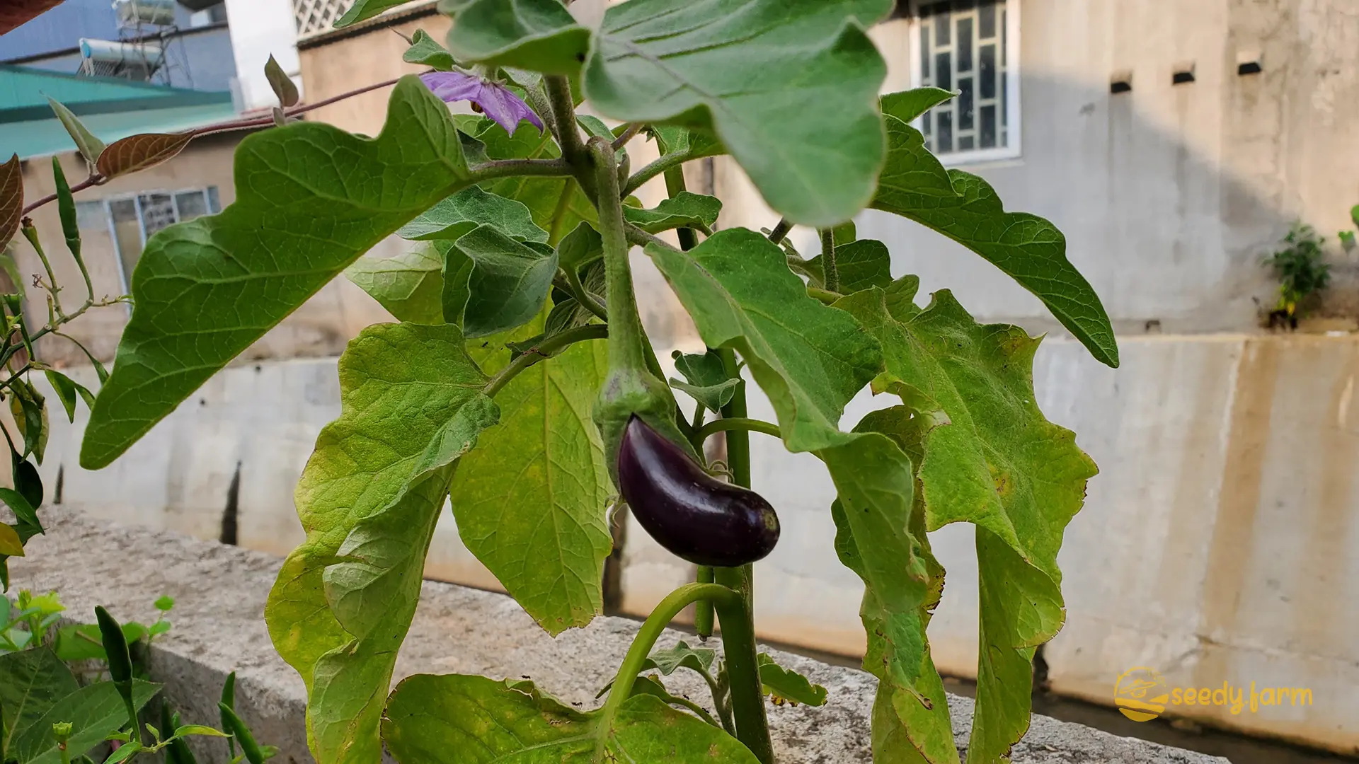 Growing Eggplant at Home: Step-by-Step Guide