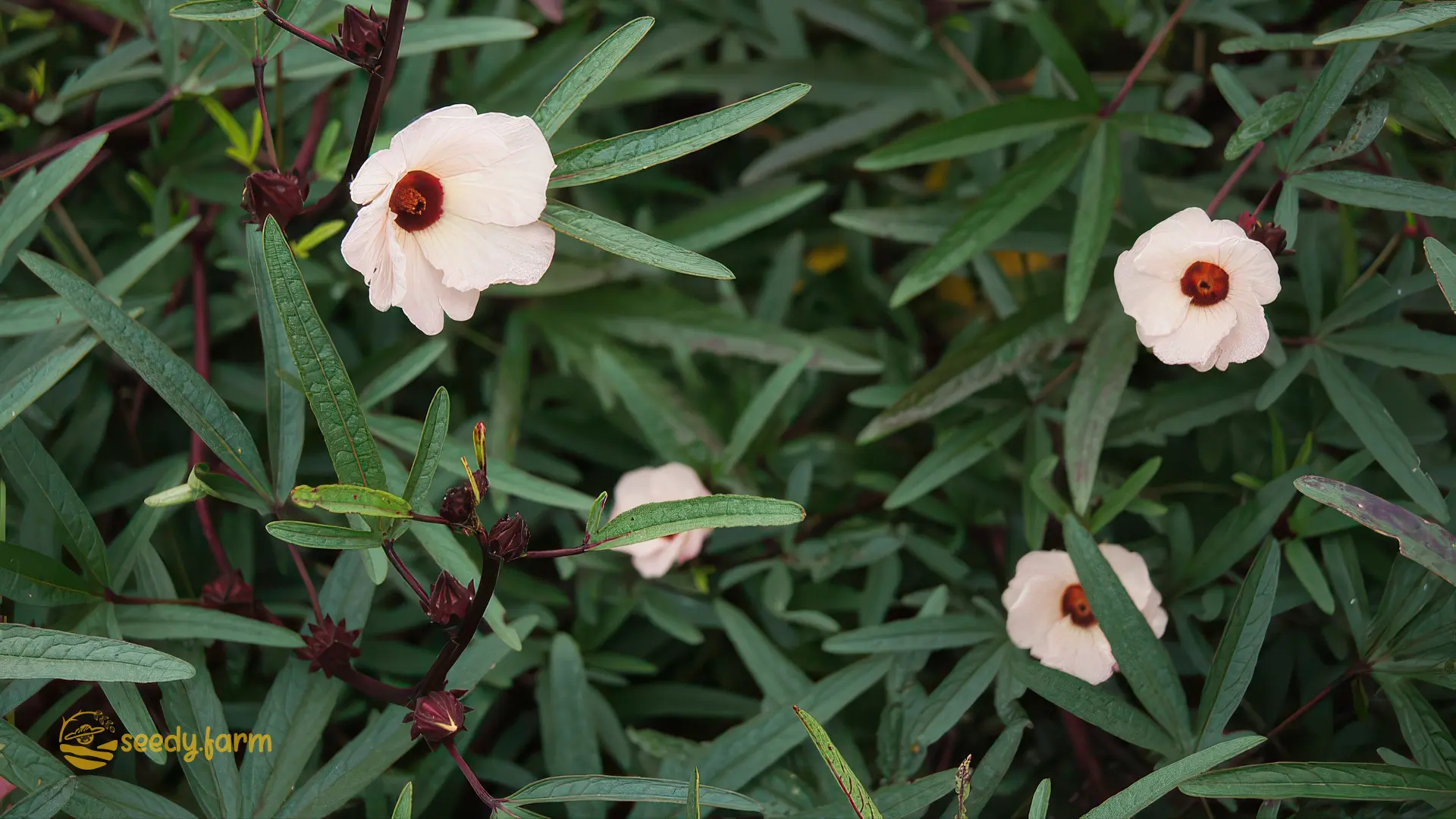 The Complete Guide to Growing Roselle (Hibiscus sabdariffa)