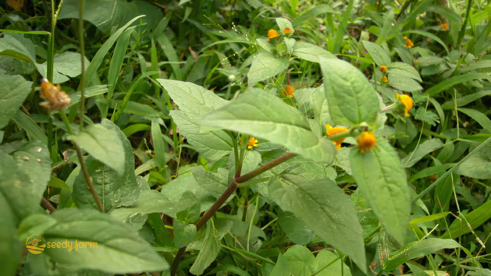 Growing Longevity Spinach at Home: A Complete Guide