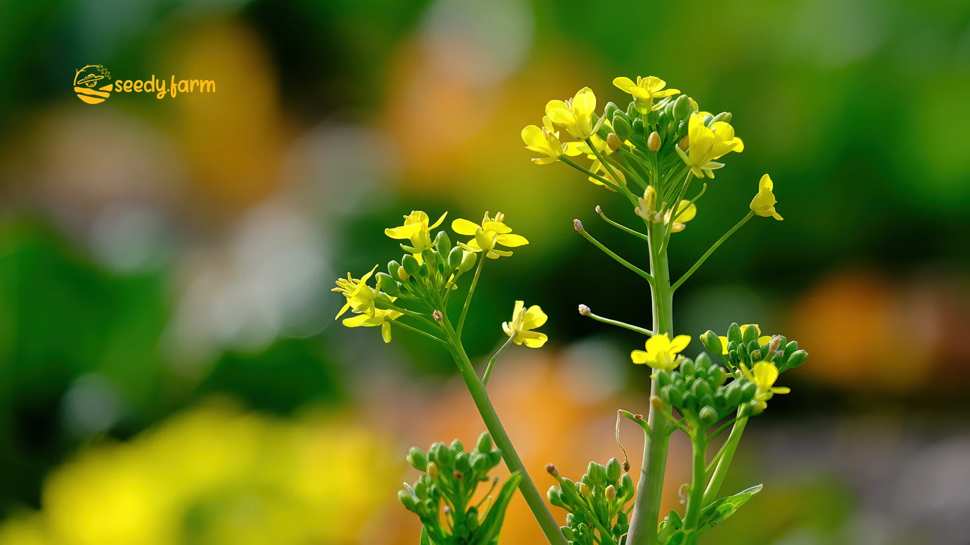 Grow Komatsuna (Japanese Mustard Spinach) for a Fast, Year-Round Harvest