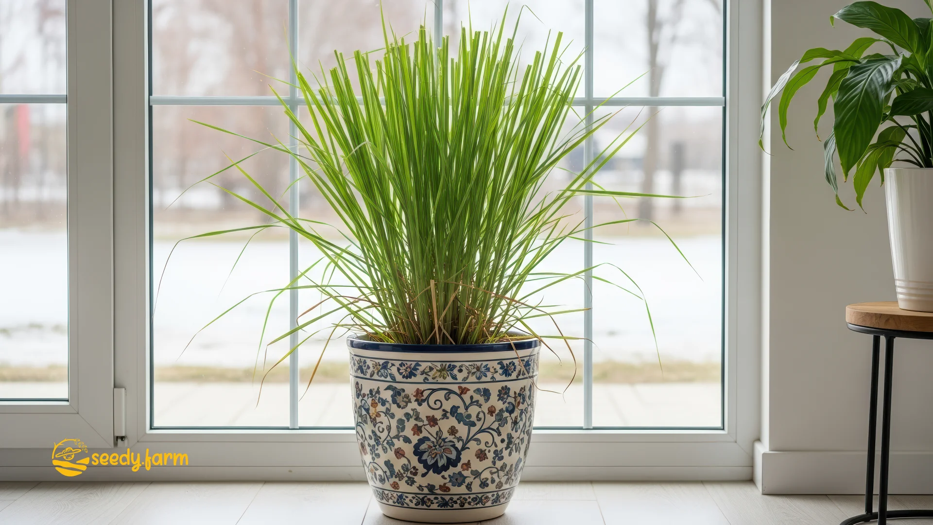 A potted lemongrass plant with trimmed leaves overwintering indoors in front of a window with a snowy landscape outside