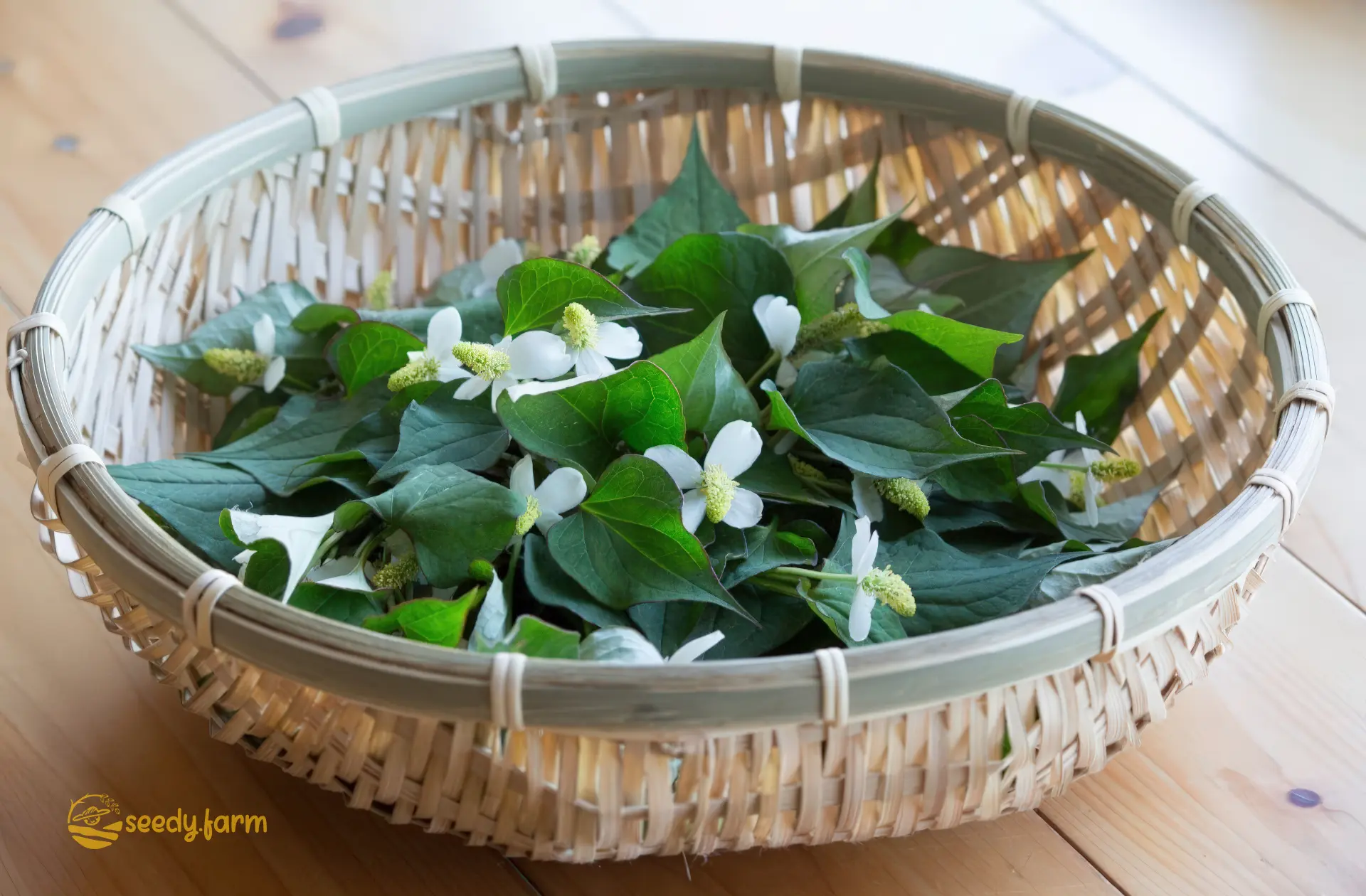 Shallow woven bamboo basket holding freshly harvested Houttuynia cordata leaves and flower spikes, illustrating how to gather Chameleon Plant (Fish Mint) for potential culinary or traditional medicinal uses