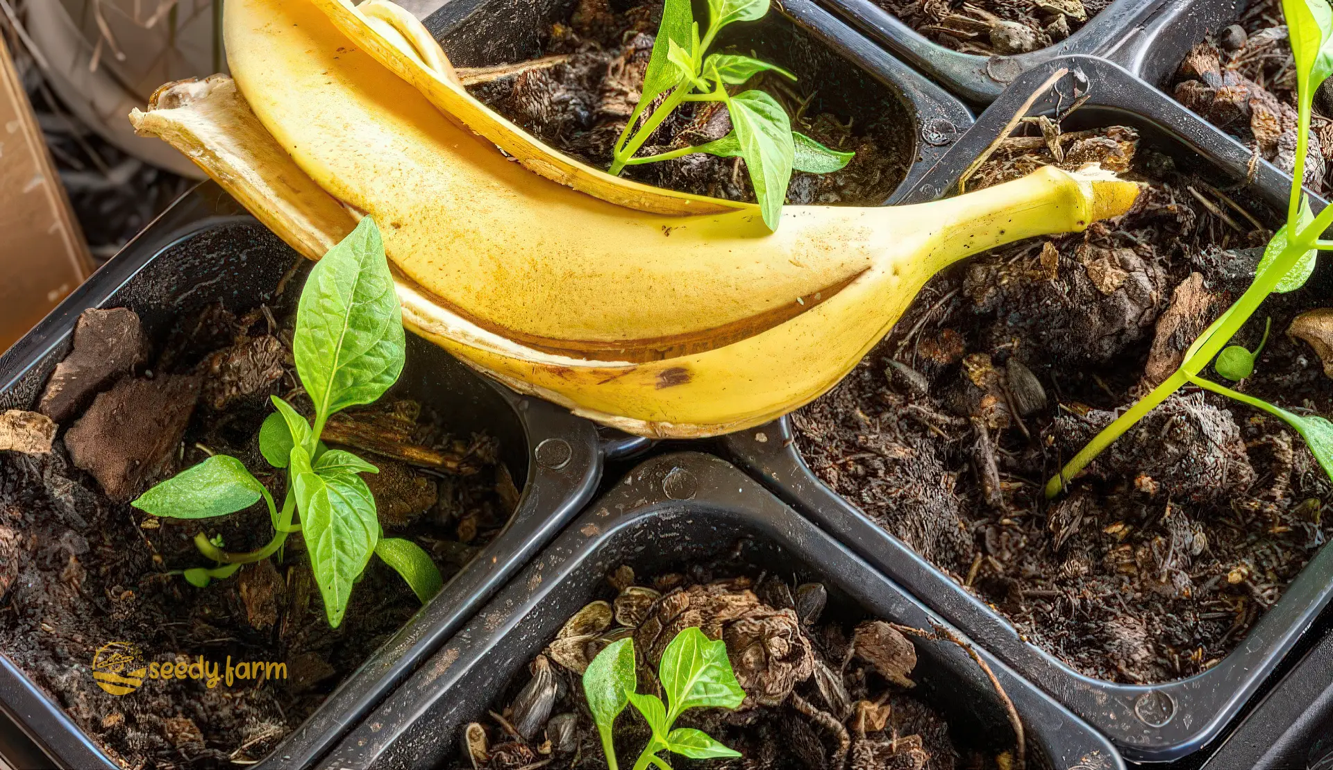 Cáscara de plátano amarilla y fresca descansa sobre tierra oscura cerca de pequeñas plántulas verdes en bandejas de semillero negras, demostrando su uso como fertilizante natural de potasio