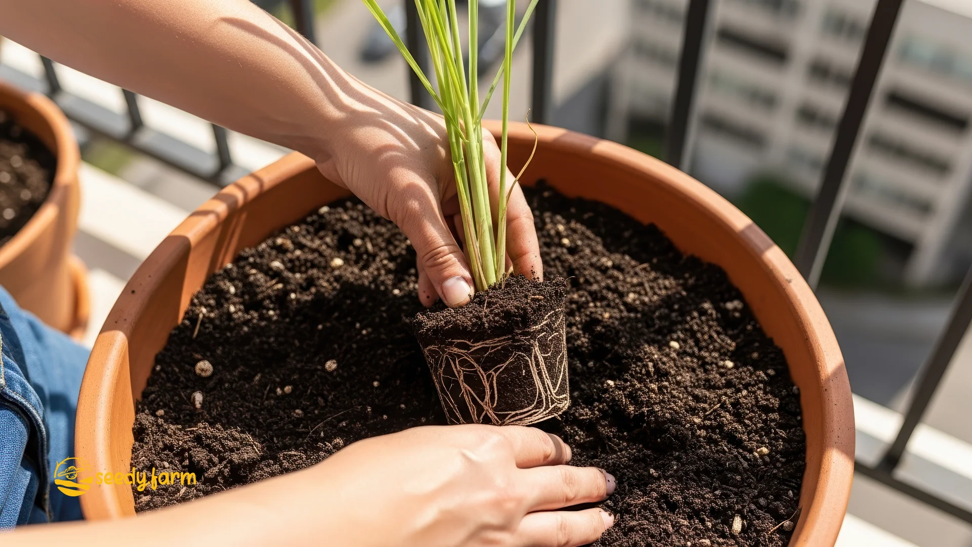 A person's hands planting a young lemongrass start with a visible root ball into a large terracotta pot filled with soil on a balcony
