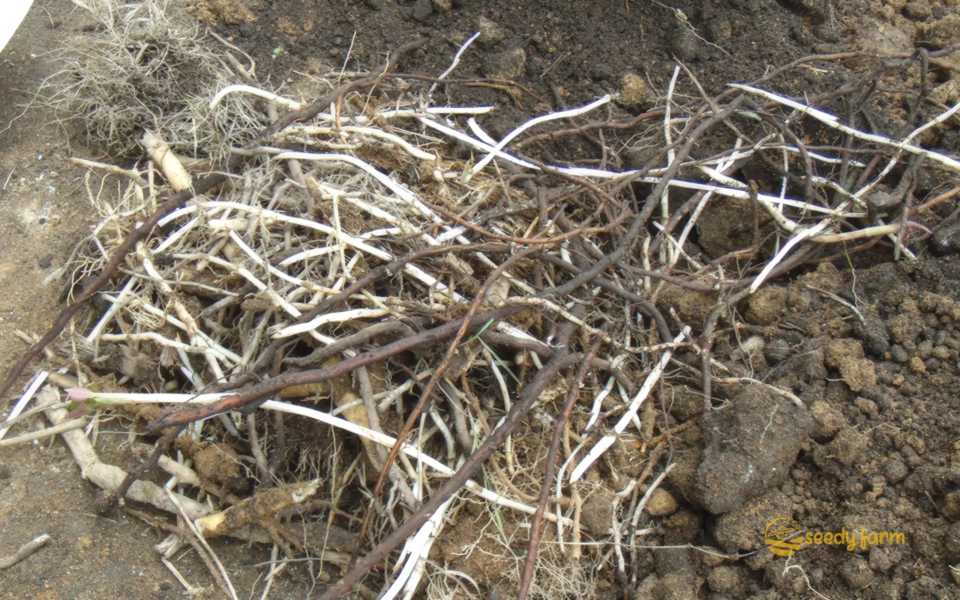 Tangled mass of white and brown Houttuynia cordata (Chameleon Plant) rhizomes and roots dug out of garden soil, illustrating the invasive underground stem network that makes manual removal and eradication difficult