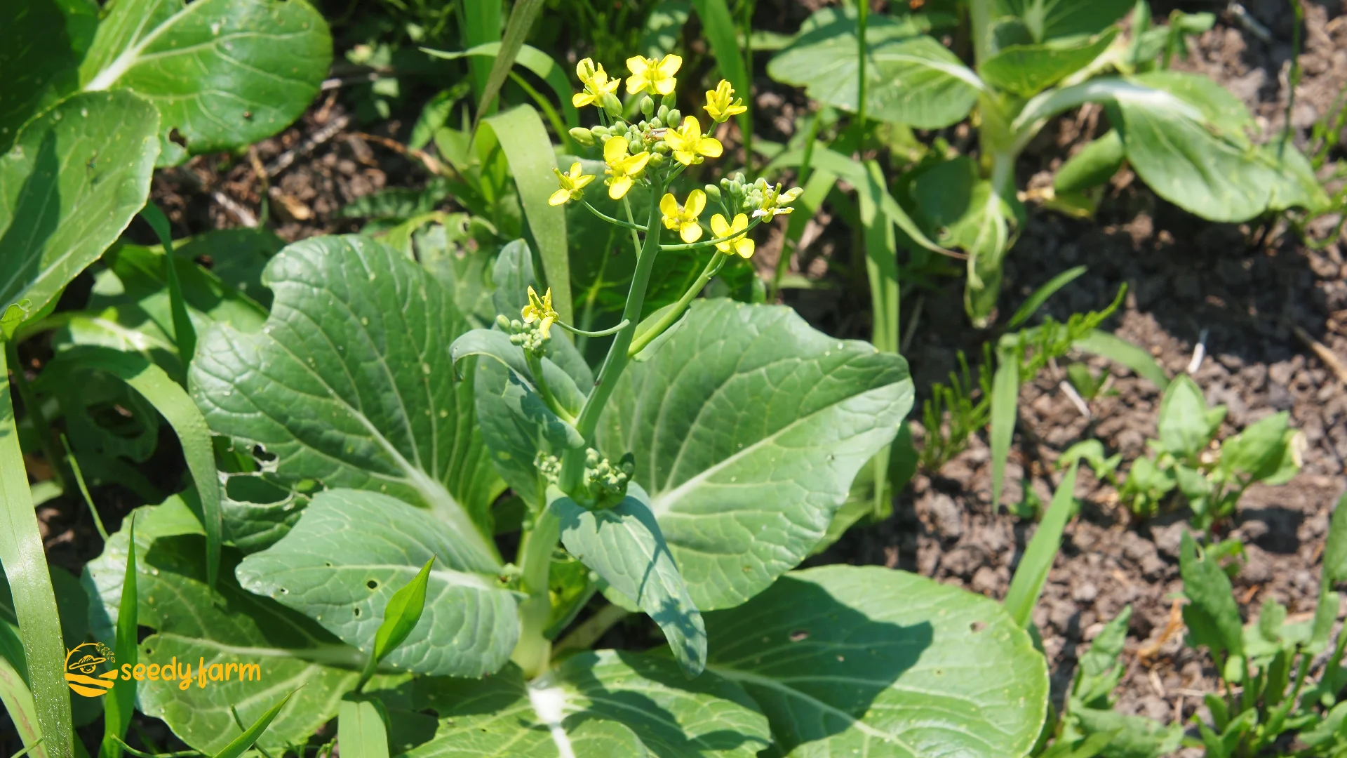 Ideas for Organic Gardening