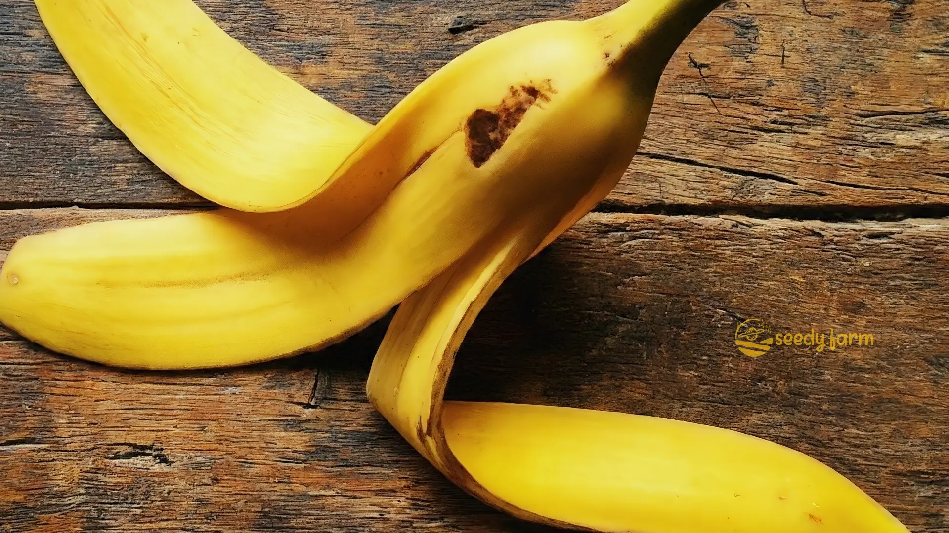 Una única cáscara de plátano amarilla y fresca yaciendo sobre una superficie rústica de madera, destacando una fuente natural de potasio para fertilizante de jardín y compost
