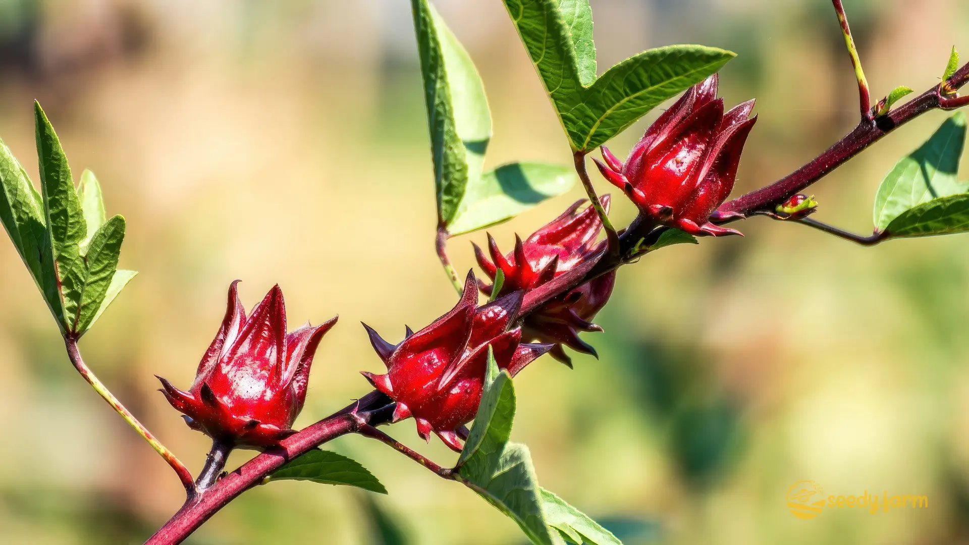 Ripe red Roselle calyxes ready for harvest