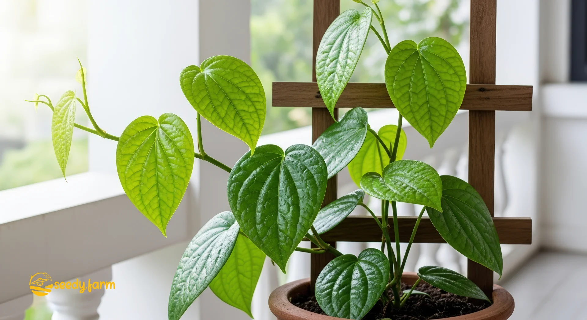 A Betel Leaf plant with green, heart-shaped leaves climbs a small wooden trellis in a terracotta pot on a balcony