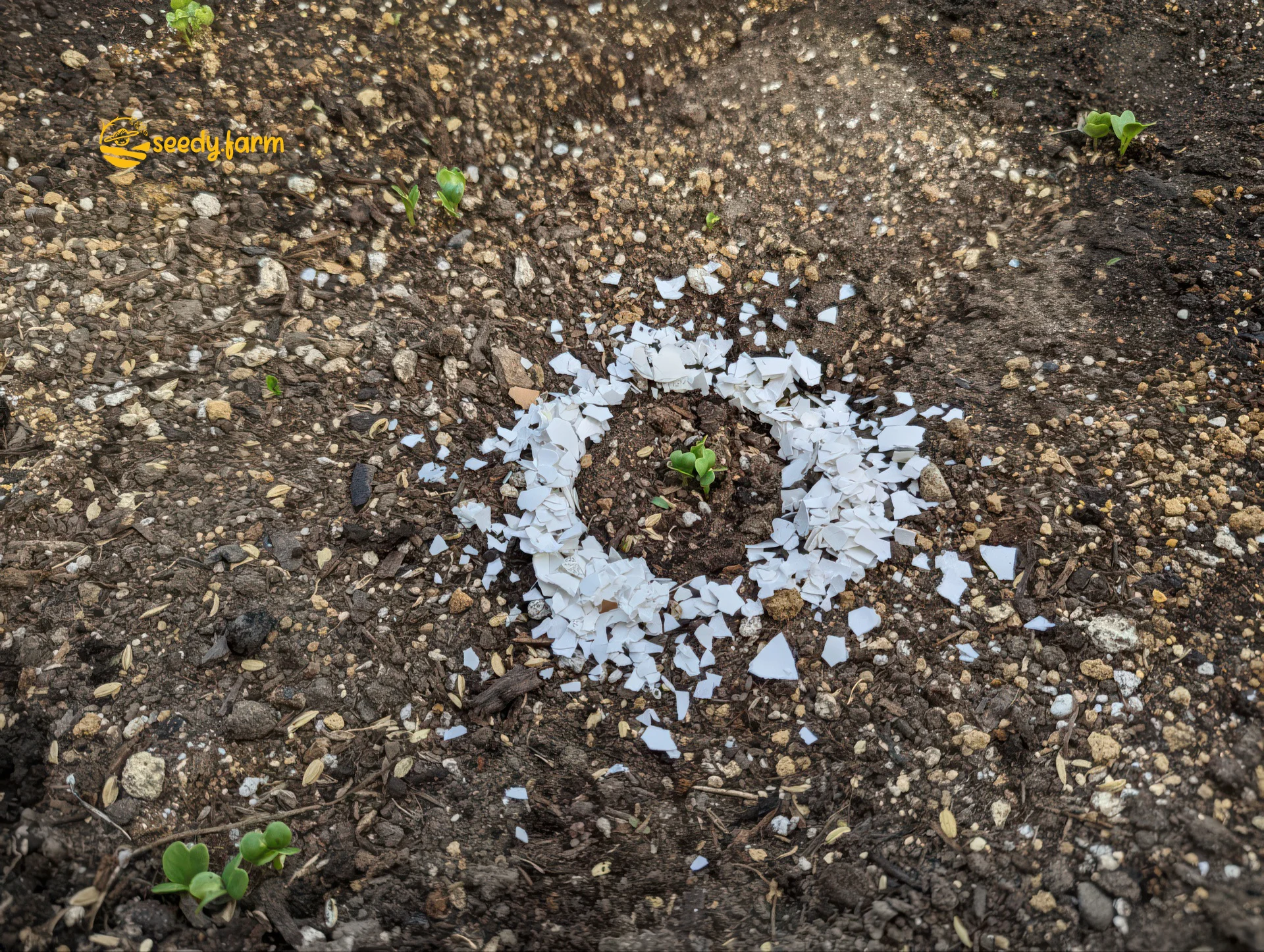 Un cercle net et circulaire de coquilles d'œufs blancs broyées formant une barrière protectrice autour d'un jeune semis dans le sol