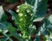A close-up of a Chinese broccoli (Gai Lan) plant, with a central stalk featuring green buds and small, open white flowers