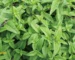 A dense, top-down view of a Chinese Mesona plant, showing its lush green toothed leaves and purplish stems
