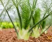 A Florence fennel plant with a well-formed white bulb and green feathery fronds growing in a garden bed with brown soil